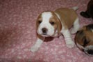 Beaglewelpe tricolor red